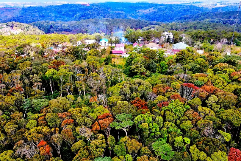Hoa rừng nở rực chào Xuân