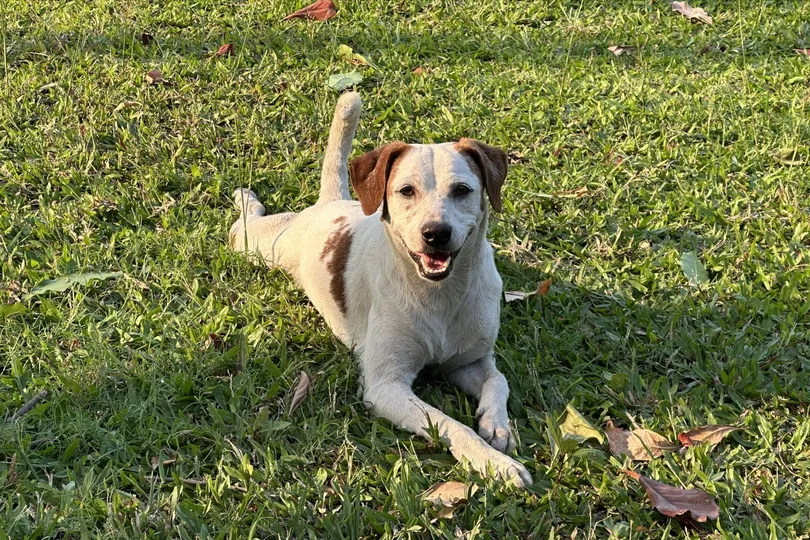 Tình trạng chó thả rông, không rọ mõm diễn ra phổ biến ở các công viên TP Đà Nẵng