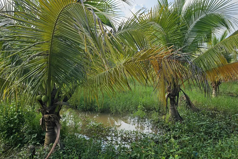 Mưa lớn trái mùa ở Đồng Tháp giúp giảm độ mặn trên các nhánh sông