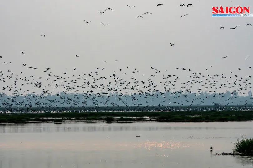 Nhiều loài chim quý về Vườn quốc gia Tràm Chim trú ngụ, kiếm ăn