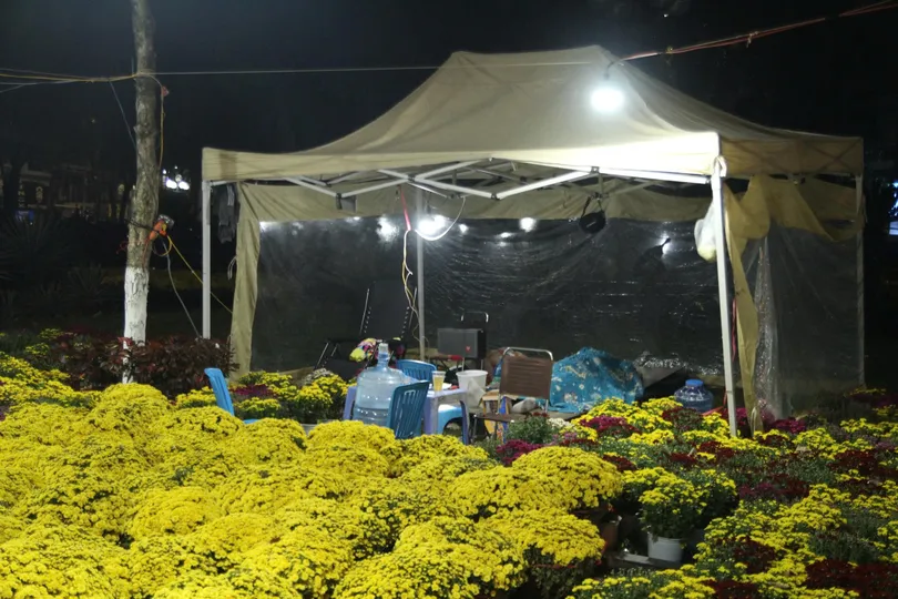  Người dân dựng lều trại bên vỉa hè để trông coi, canh giữ hoa suốt đêm