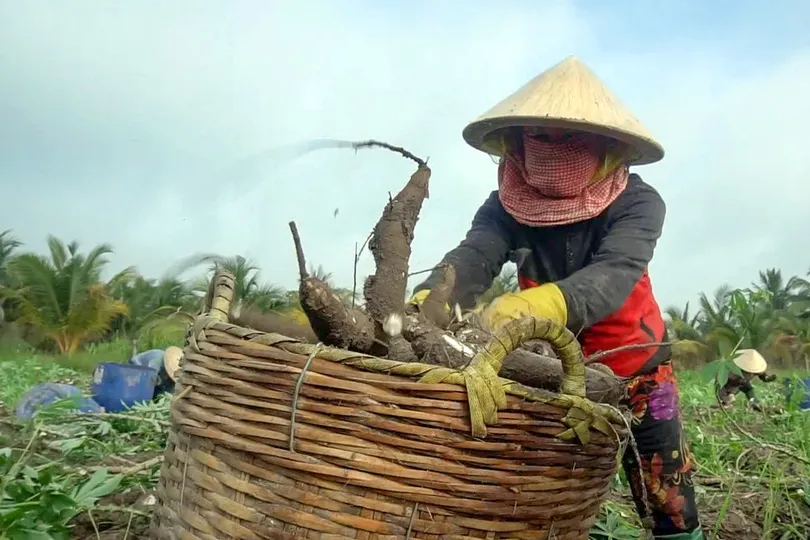 Giá khoai mì hơn 5.000 đồng/kg, nông dân lãi trăm triệu đồng/ha