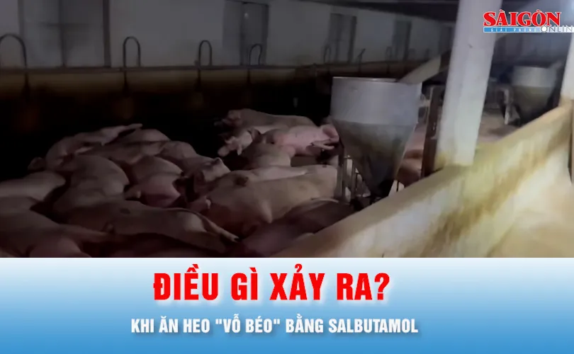 Podcast tin thời sự ngày 6-10: Điều gì xảy ra nếu ăn heo "vỗ béo" bằng Salbutamol?