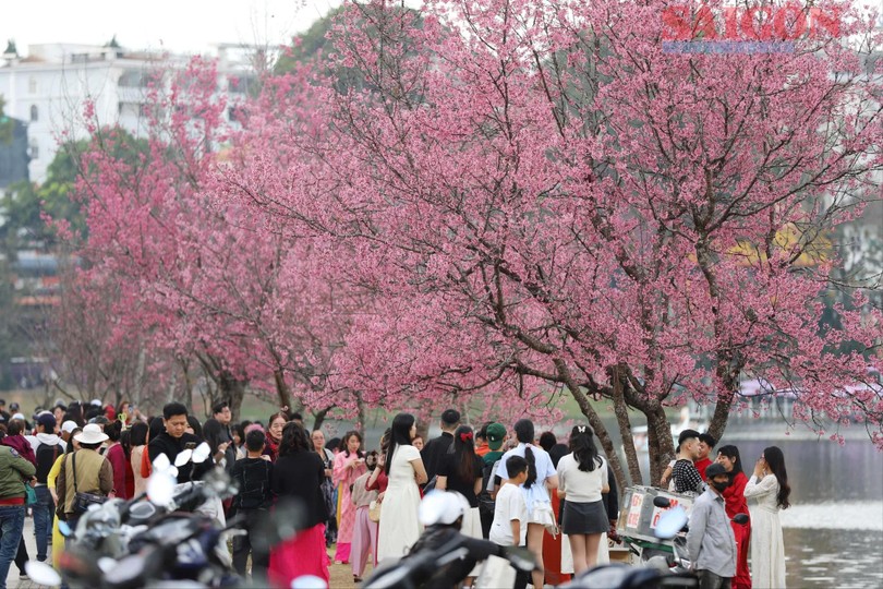 Visitors gather beneath cherry blossom trees in full bloom along Xuan Huong Lake.