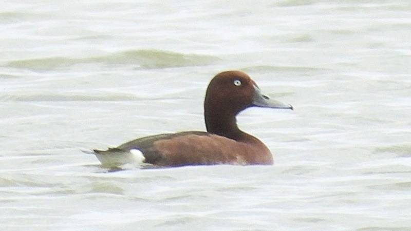 The Ferruginous Duck (Aythya nyroca) is discovered and recorded at Hac Hai Lagoon. (Photo: Management Board of Phong Nha - Ke Bang National Park)