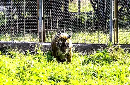 A tiger is kept at a facility in Thanh Hoa Province. (Photo: SGGP)