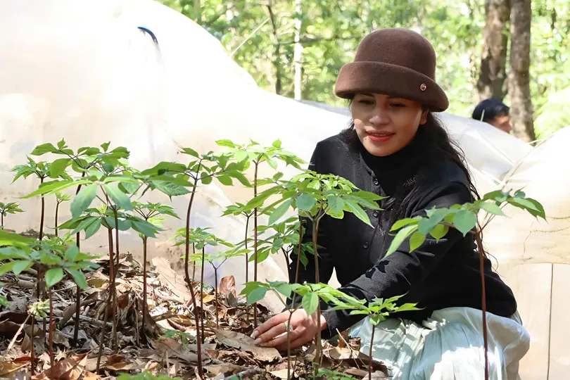 During the period when Ngoc Linh ginseng produces leaves and flowers, it is more vulnerable to damage and therefore requires careful protection. (Photo: SGGP)
