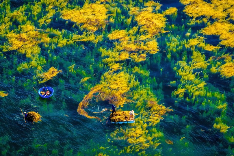 Fishermen earn their livelihoods on the shimmering golden brown algae fields off the coast of Chau Tan, Dong Son Commune, Quang Ngai.