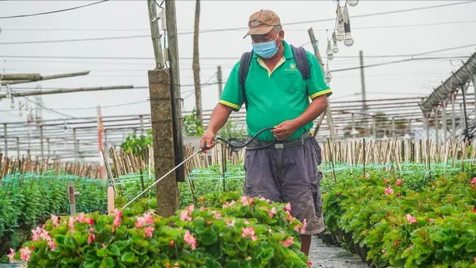A flower-growing and cultivation model utilizing advanced techniques is delivering strong economic benefits in Da Nang (Photo: SGGP)