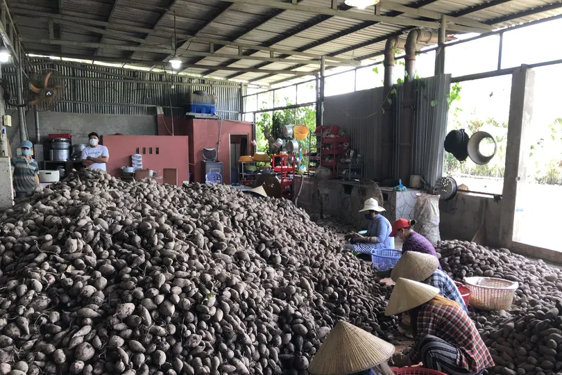 Khoai lang tại tỉnh Vĩnh Long đang rớt giá