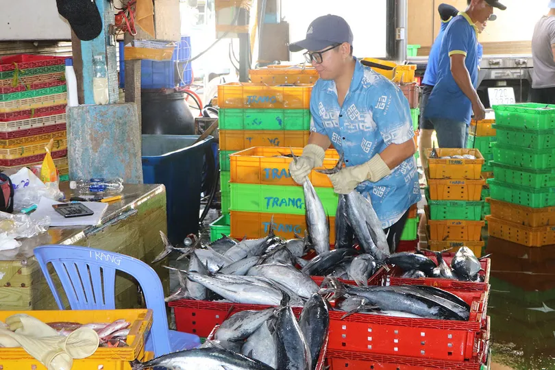 Áp dụng nhật ký khai thác thủy sản điện tử