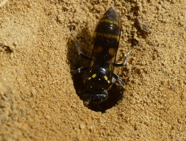 黑地蜂 种类图片