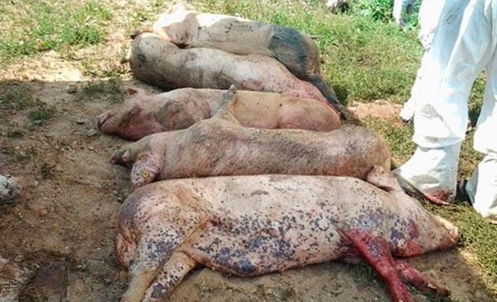 非洲猪瘟病死猪图片图片