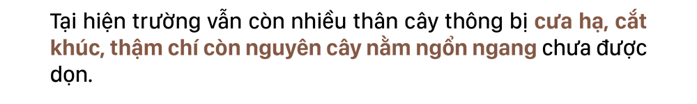 Xót xa rừng thông bị cưa hạ hàng loạt ảnh 4