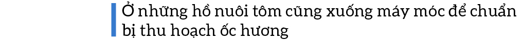 Thu hoạch ốc hương trước mùa mưa bão ảnh 8