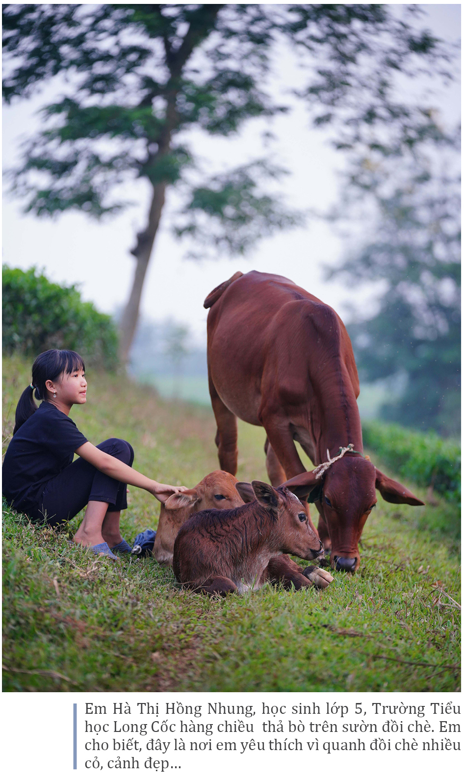 Đồi chè Long Cốc đẹp huyền ảo trong sương mờ ảnh 14