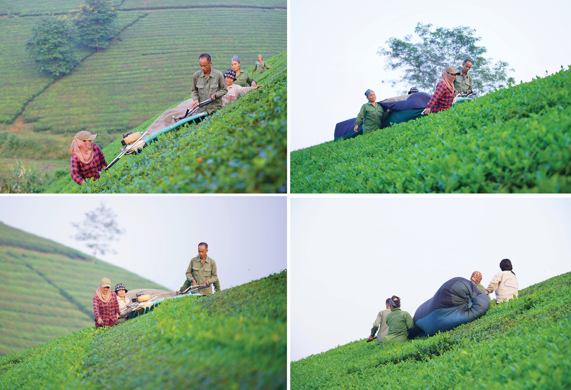 Đồi chè Long Cốc đẹp huyền ảo trong sương mờ ảnh 4