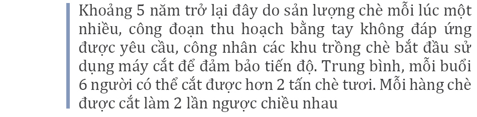Đồi chè Long Cốc đẹp huyền ảo trong sương mờ ảnh 6