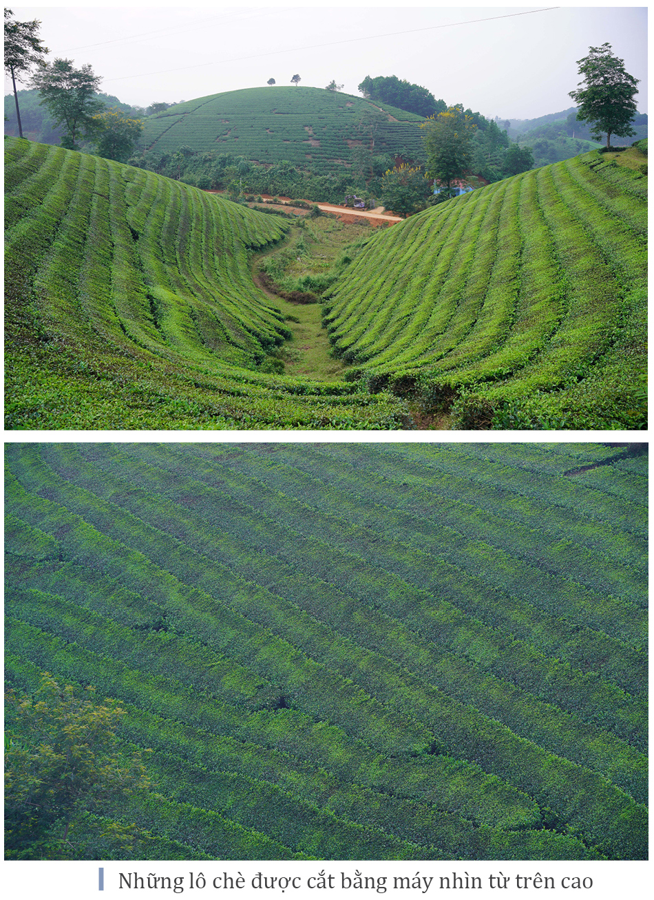 Đồi chè Long Cốc đẹp huyền ảo trong sương mờ ảnh 7