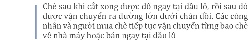 Đồi chè Long Cốc đẹp huyền ảo trong sương mờ ảnh 9