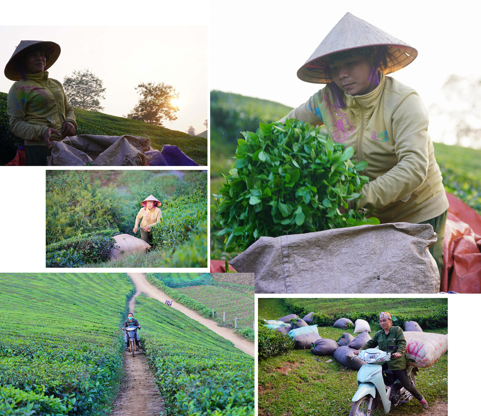 Đồi chè Long Cốc đẹp huyền ảo trong sương mờ ảnh 8