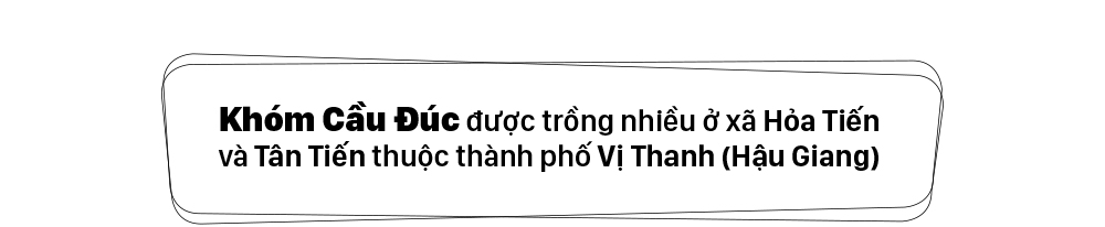 Trứ danh khóm Cầu Đúc ở Hậu Giang ảnh 2