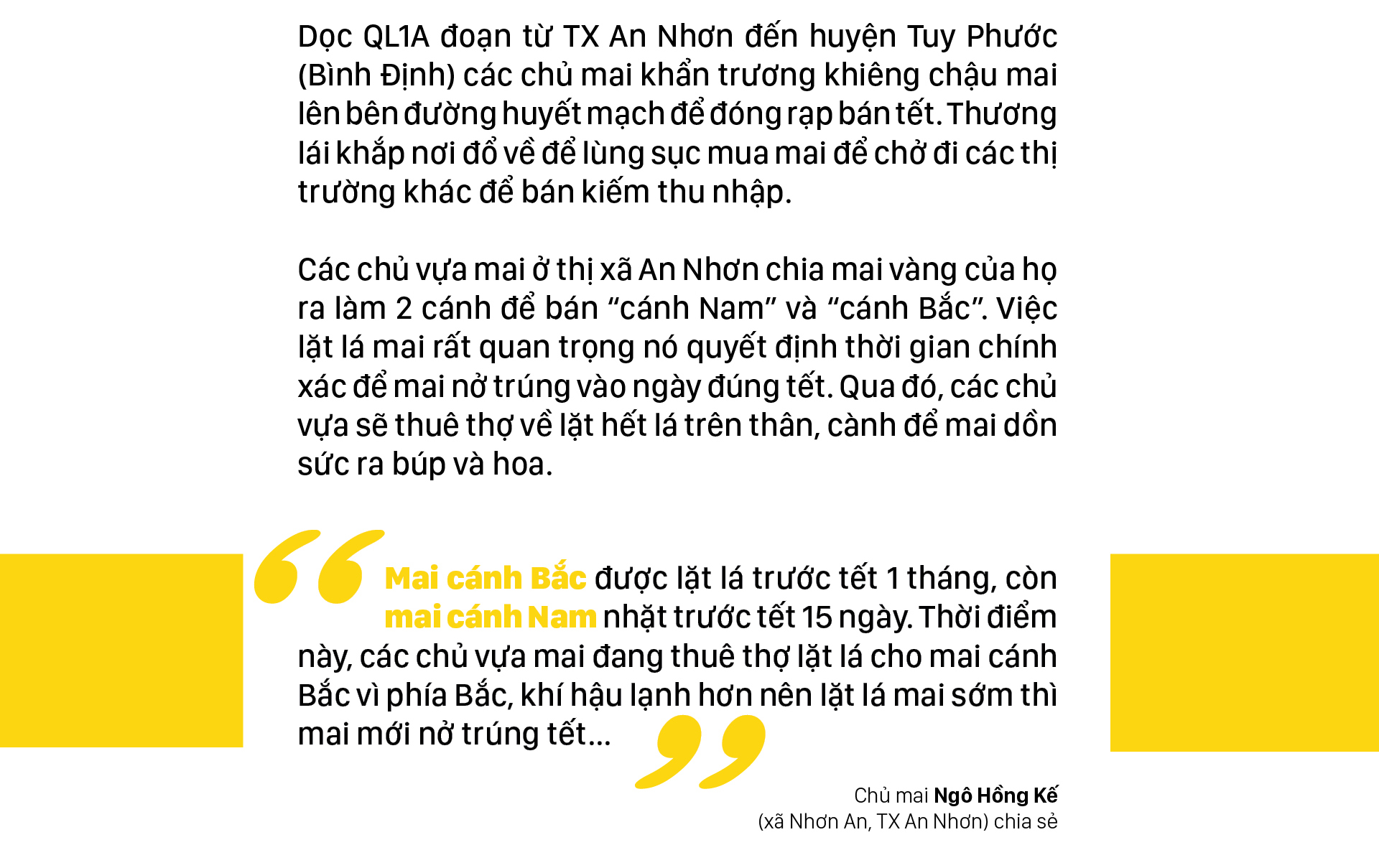 'Đặt báo thức' cho hoa mai nở trúng ngày tết ảnh 2