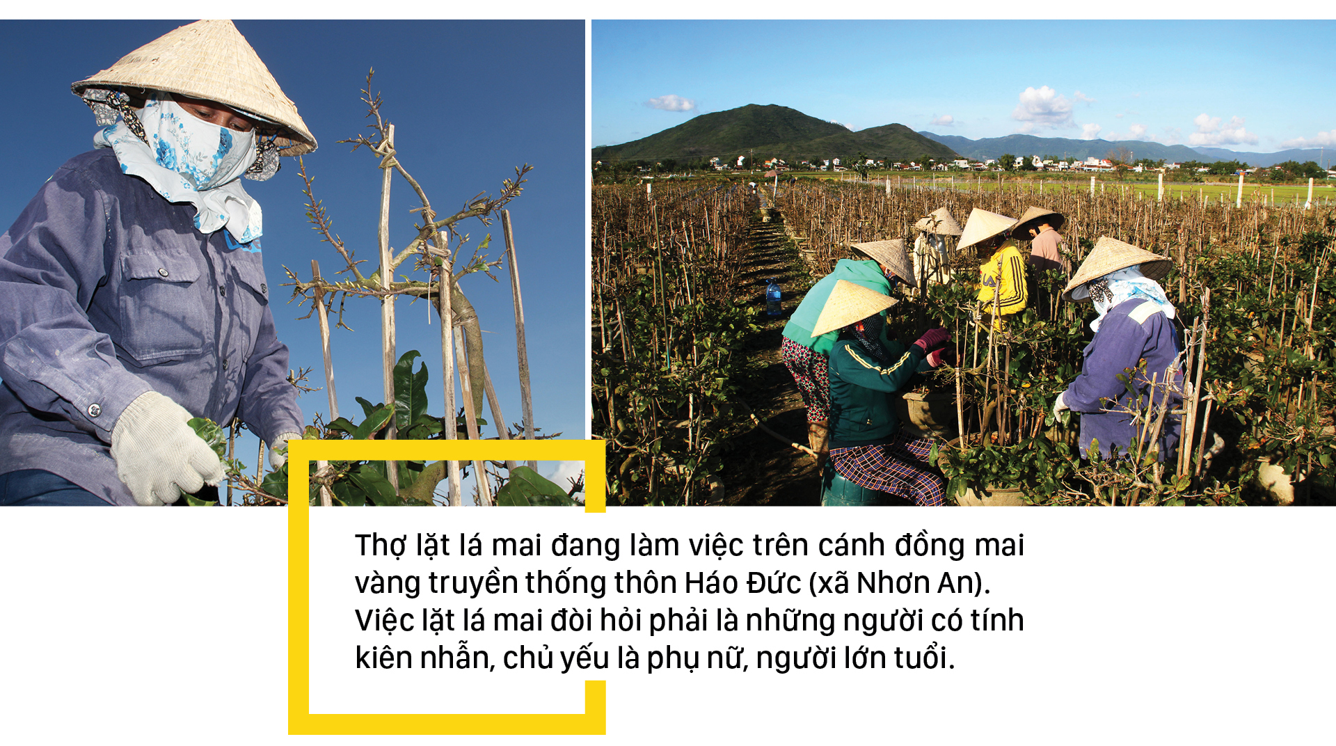 'Đặt báo thức' cho hoa mai nở trúng ngày tết ảnh 3