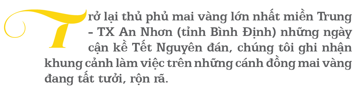 'Đặt báo thức' cho hoa mai nở trúng ngày tết ảnh 1