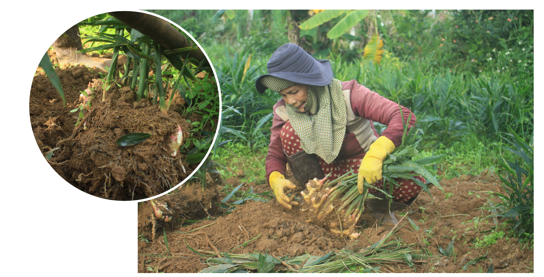 Nông dân Quảng Ngãi phấn khởi thu hoạch gừng Tết ảnh 2