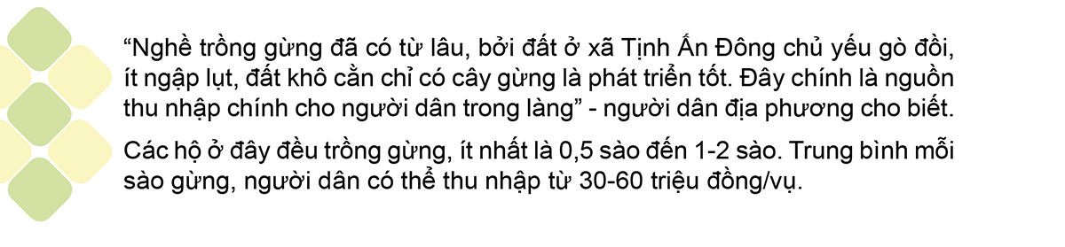 Nông dân Quảng Ngãi phấn khởi thu hoạch gừng Tết ảnh 3