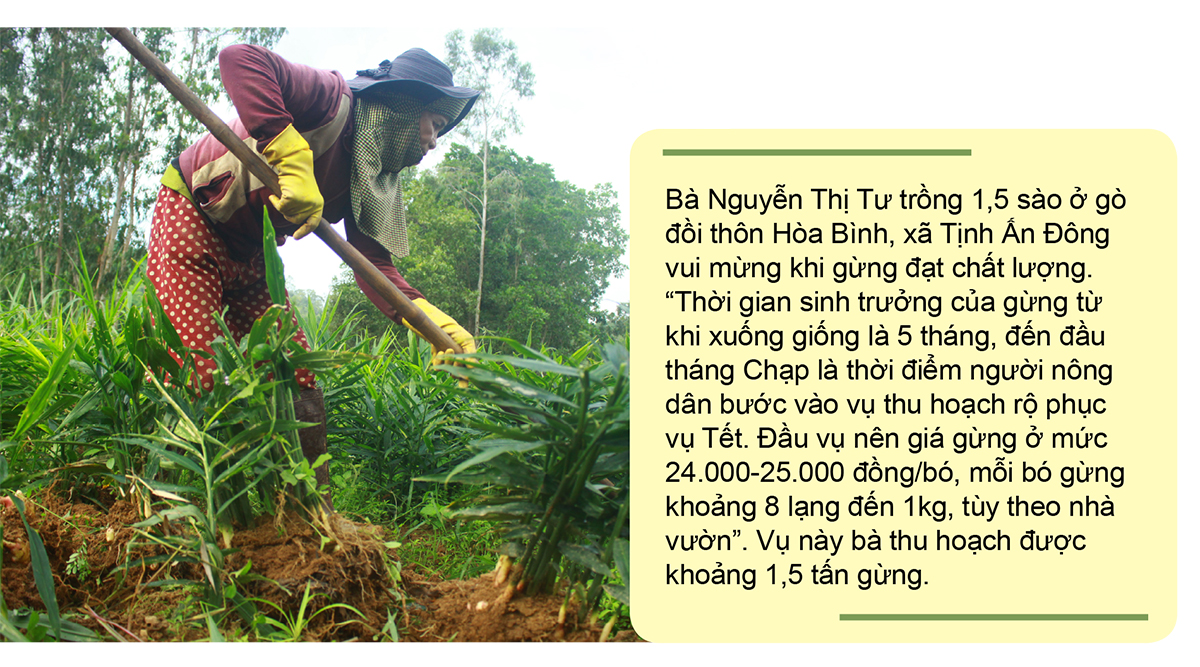 Nông dân Quảng Ngãi phấn khởi thu hoạch gừng Tết ảnh 4