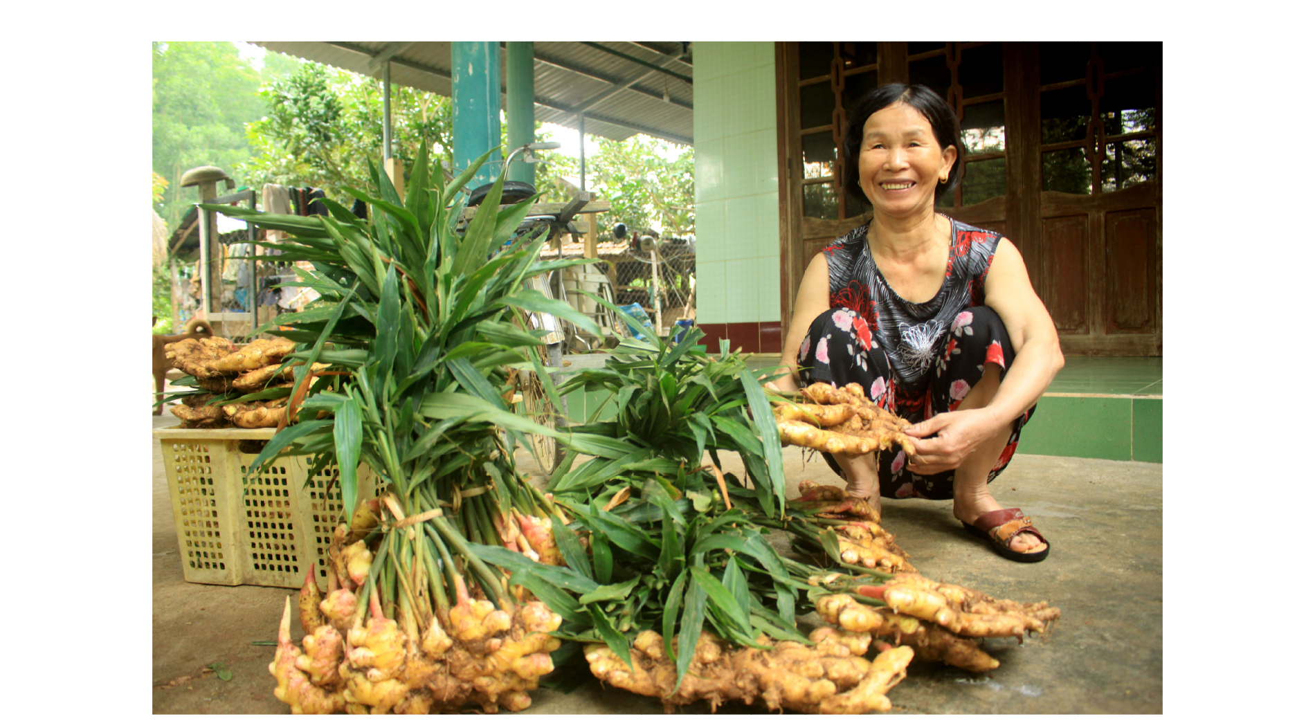 Nông dân Quảng Ngãi phấn khởi thu hoạch gừng Tết ảnh 5