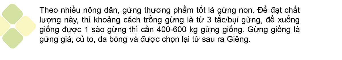 Nông dân Quảng Ngãi phấn khởi thu hoạch gừng Tết ảnh 6