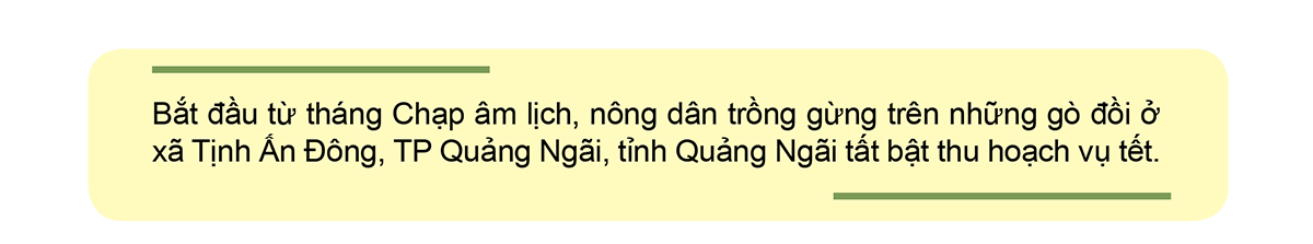 Nông dân Quảng Ngãi phấn khởi thu hoạch gừng Tết ảnh 1