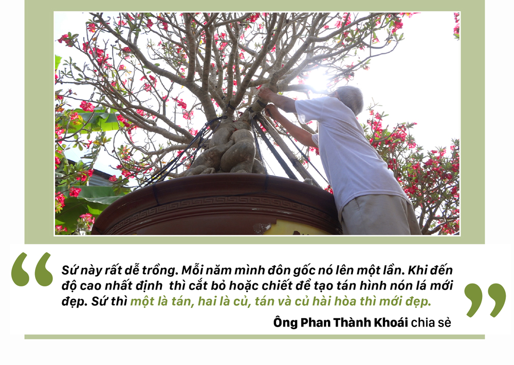 Ngắm sứ 'khổng lồ' tại Làng hoa Sa Đéc ảnh 9