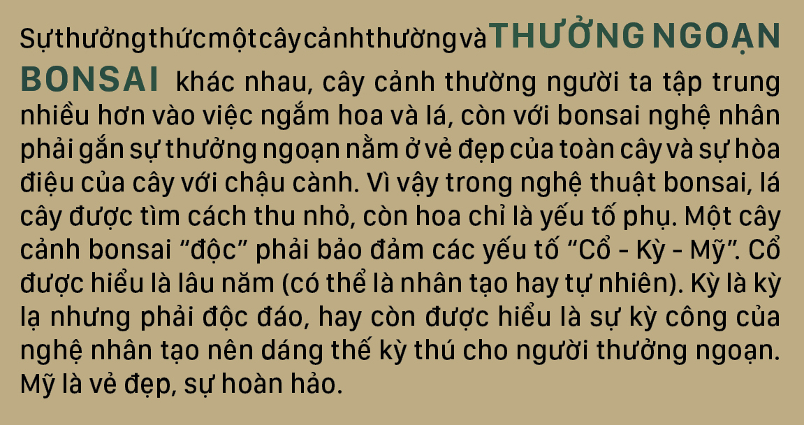 Nghệ thuật bonsai, thú chơi tao nhã ảnh 4