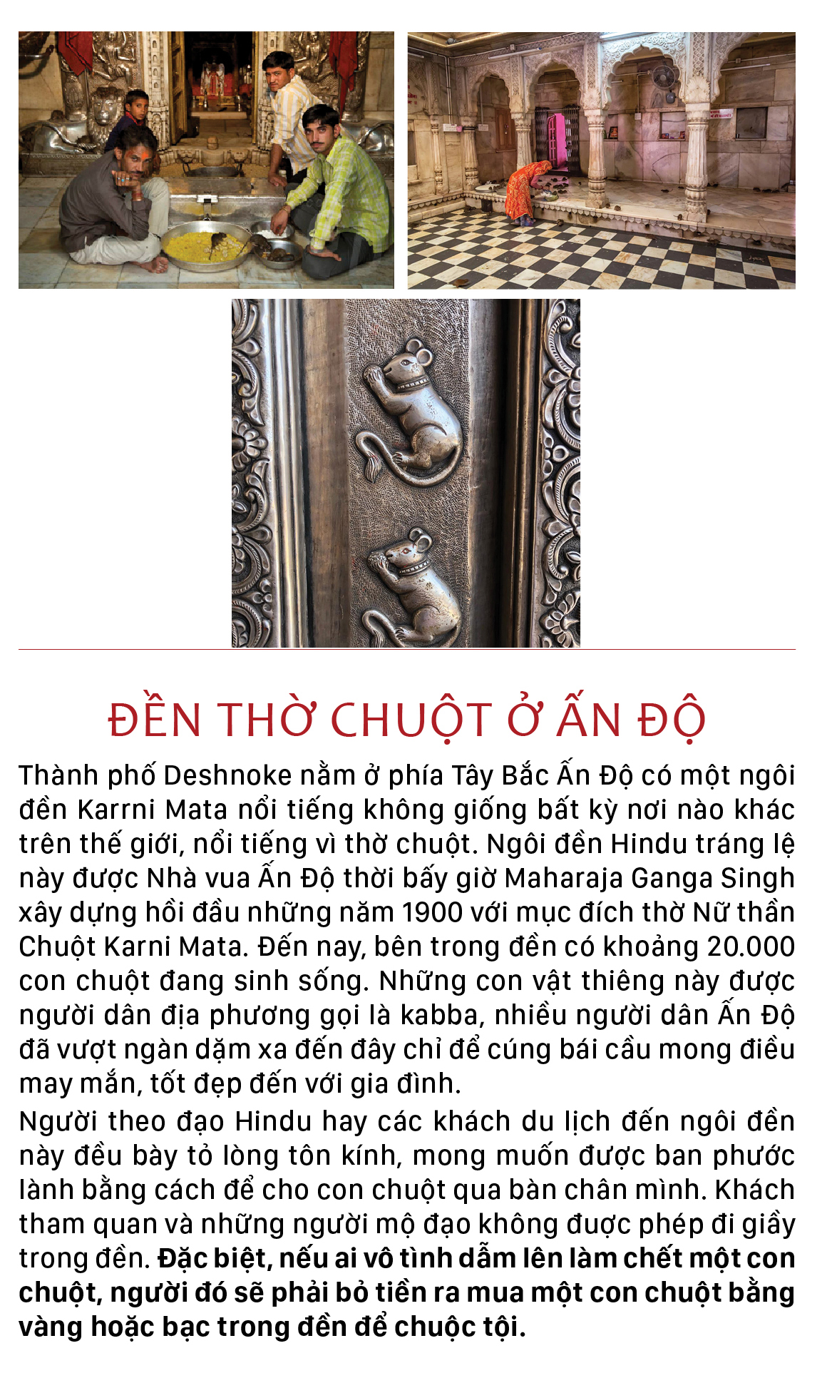 Năm Tý bàn chuyện lạ về chuột ảnh 3