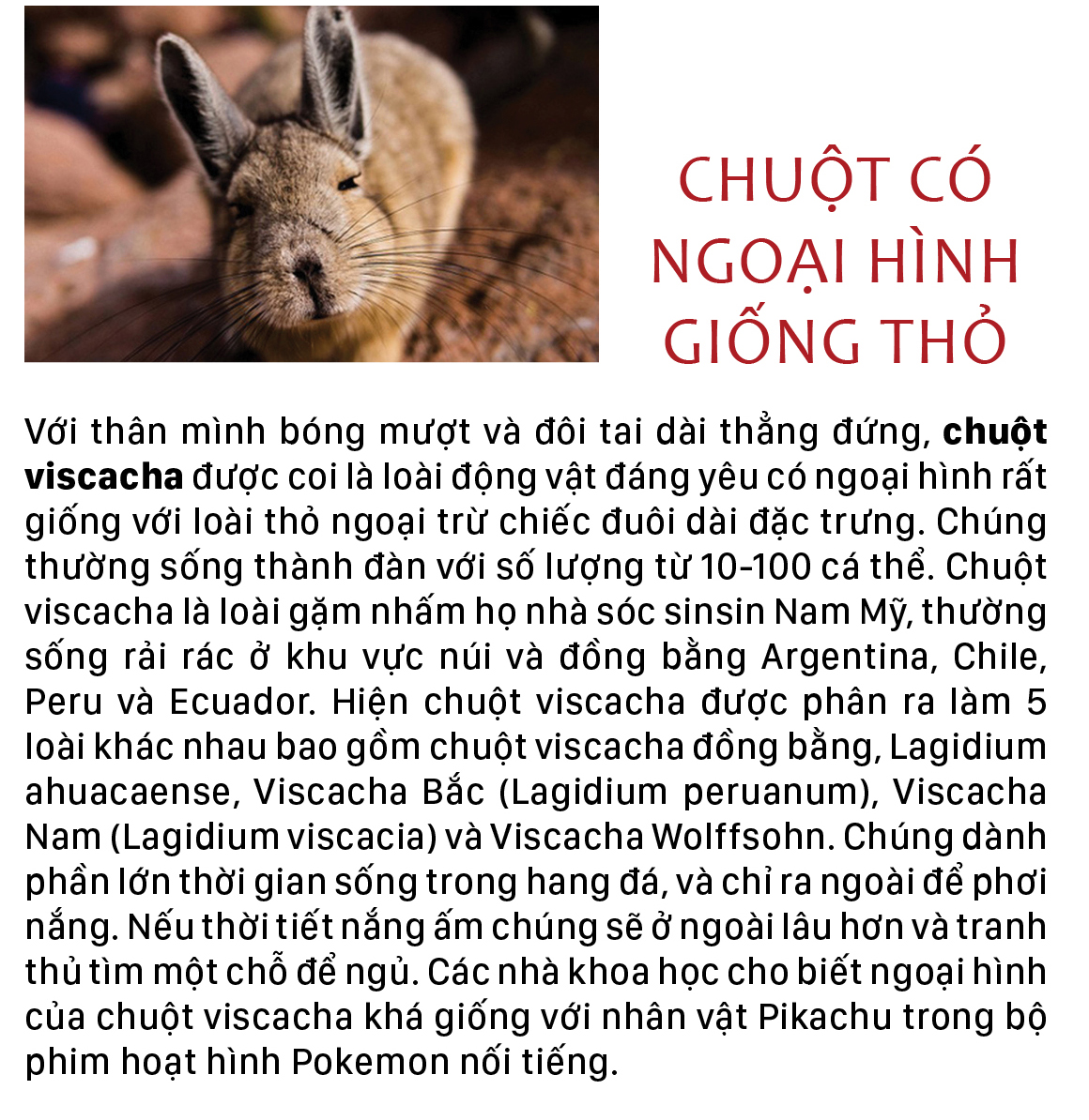 Năm Tý bàn chuyện lạ về chuột ảnh 8