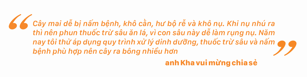 Ngắm cây mai 'khổng lồ' ở Bà Rịa - Vũng Tàu ảnh 11