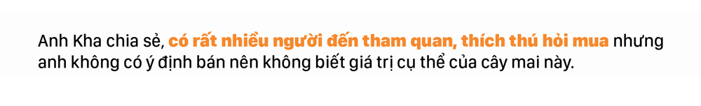Ngắm cây mai 'khổng lồ' ở Bà Rịa - Vũng Tàu ảnh 13