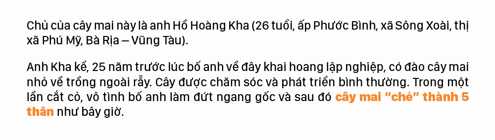 Ngắm cây mai 'khổng lồ' ở Bà Rịa - Vũng Tàu ảnh 3