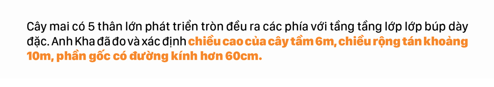Ngắm cây mai 'khổng lồ' ở Bà Rịa - Vũng Tàu ảnh 5