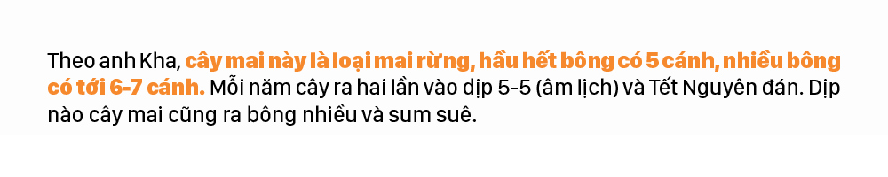 Ngắm cây mai 'khổng lồ' ở Bà Rịa - Vũng Tàu ảnh 7