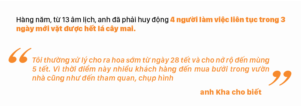 Ngắm cây mai 'khổng lồ' ở Bà Rịa - Vũng Tàu ảnh 9