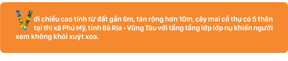 Ngắm cây mai 'khổng lồ' ở Bà Rịa - Vũng Tàu ảnh 1