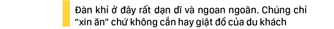 Đàn khỉ sống thân thiện với con người dưới chân núi Kỳ Vân ảnh 14