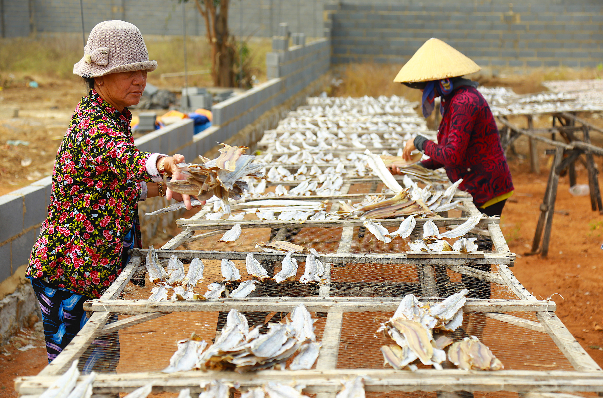 Làng chài Phước Hải tất bật xẻ cá làm khô đặc sản ảnh 15