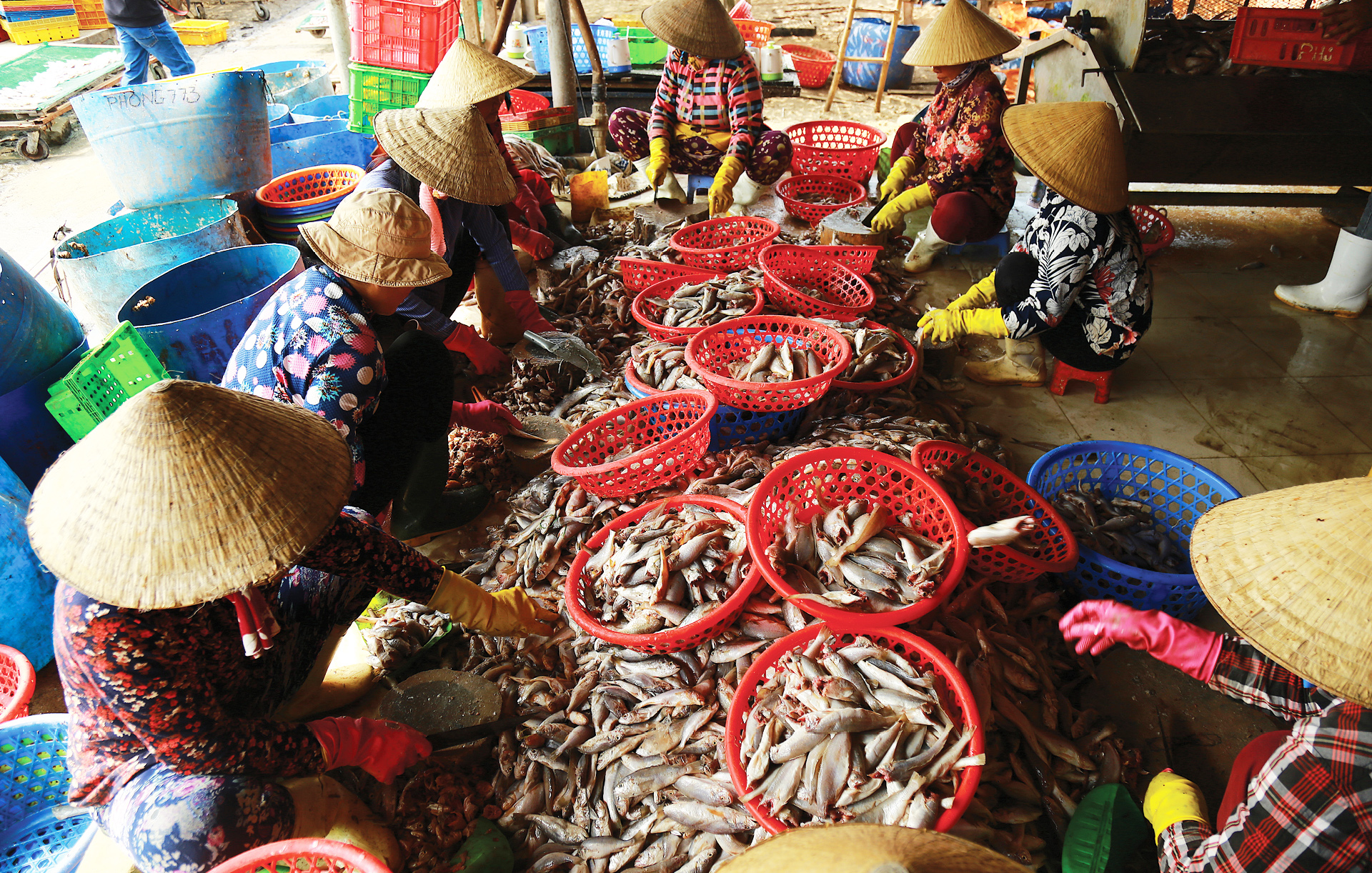 Làng chài Phước Hải tất bật xẻ cá làm khô đặc sản ảnh 3