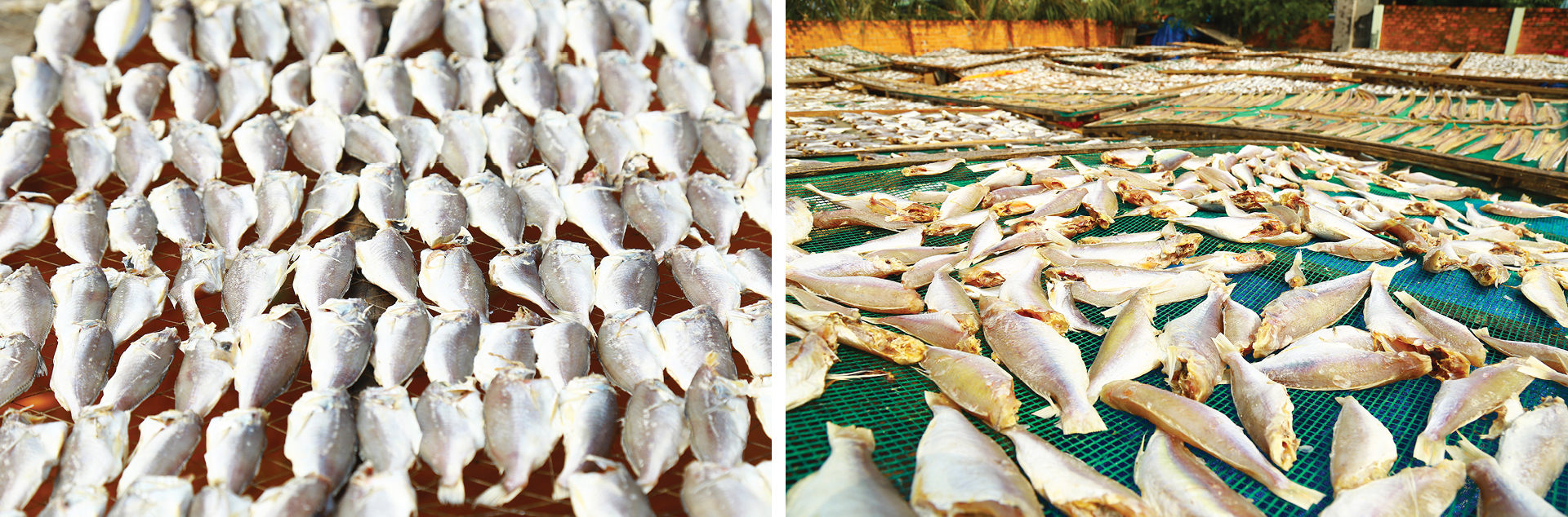 Làng chài Phước Hải tất bật xẻ cá làm khô đặc sản ảnh 9